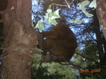 SINGE